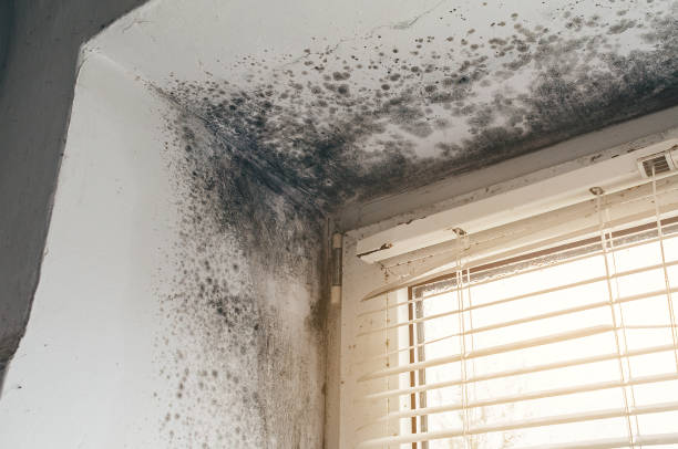 Affordable Mold Inspection And Testing solutions in Hines, OR